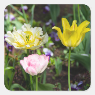 Pegatina Cuadrada Tulipanes blancos, rosas y amarillos en el jardín