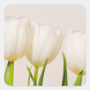 Pegatina Cuadrada Tulipanes blancos sobre un fondo blanco,