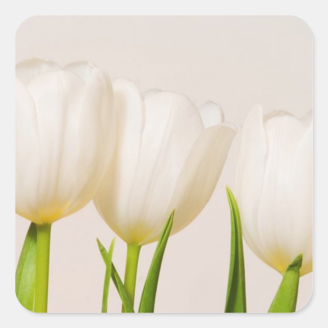 Pegatina Cuadrada Tulipanes blancos sobre un fondo blanco, (Anverso)