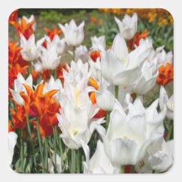 Pegatina Cuadrada Tulipanes blancos y jengibre en el jardín