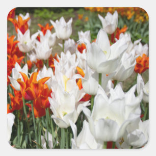 Pegatina Cuadrada Tulipanes blancos y jengibre en el jardín