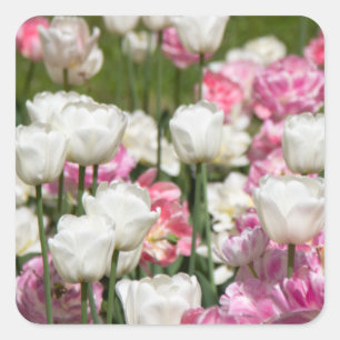 Pegatina Cuadrada Tulipanes blancos y rosas brillantes en un día sol