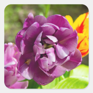 Pegatina Cuadrada Tulipanes de Lilac en un día soleado