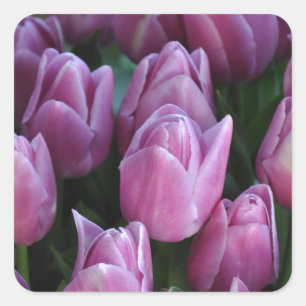 Pegatina Cuadrada Tulipanes de primavera púrpura