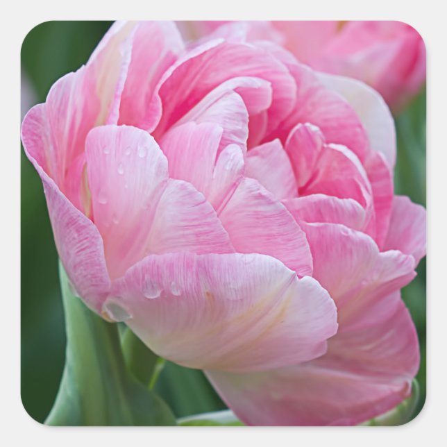 Pegatina Cuadrada Tulipanes dobles rosados (Anverso)
