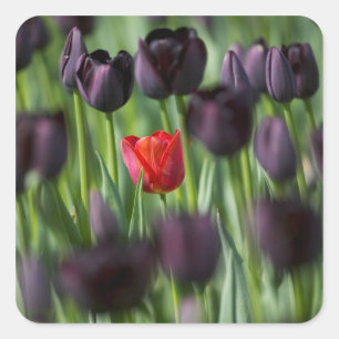 Pegatina Cuadrada Tulipanes en los jardines de Keukenhof, Ámsterdam,