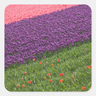 Pegatina Cuadrada Tulipanes en los jardines de Keukenhof, Ámsterdam,