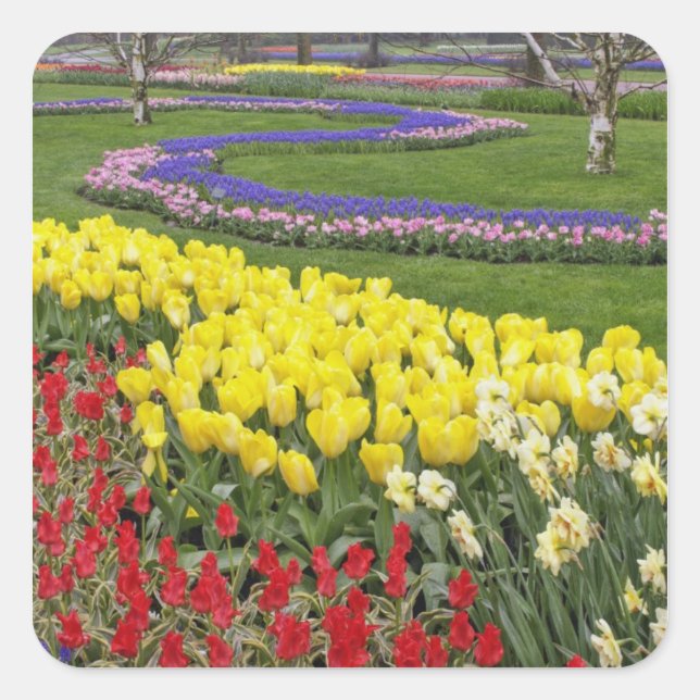 Pegatina Cuadrada Tulipanes, jacintos de uva y narcisos, (Anverso)