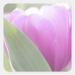 Pegatina Cuadrada Tulipanes, Jardines Keukenhoff, Países Bajos. 2