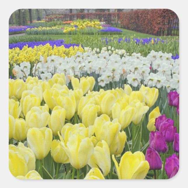 Pegatina Cuadrada Tulipanes, narcisos y flores de jacinto de uva, (Anverso)