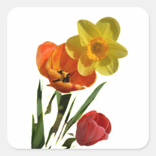 Pegatina Cuadrada Tulipanes rojos y flores de narciso amarillas