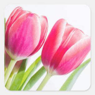 Pegatina Cuadrada Tulipanes rosas con hojas verdes