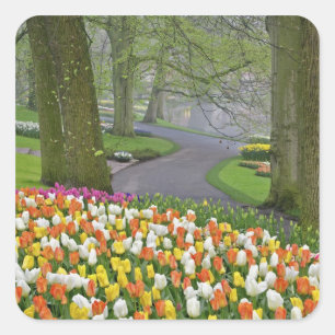 Pegatina Cuadrada Tulipanes y carretera, Jardines Keukenhof, Lisse,
