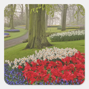 Pegatina Cuadrada Tulipanes y narcisos, Jardines Keukenhof,