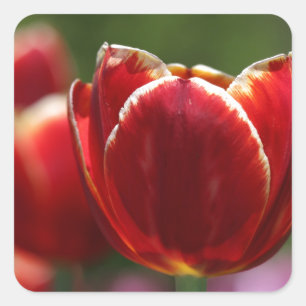 Pegatina Cuadrada Tulipanos