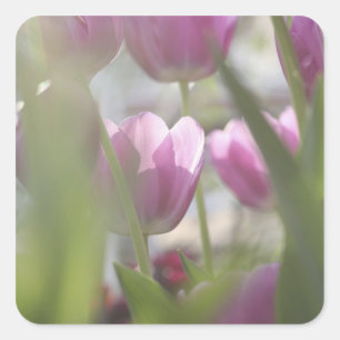 Pegatina Cuadrada Tulips, Jardines Keukenhoff, Países Bajos.