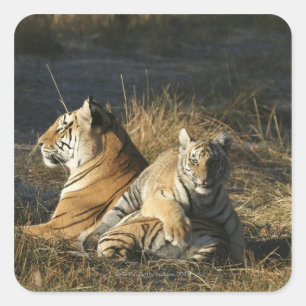 Pegatina Cuadrada Tumba de tigres (Panthera tigris) sobre su