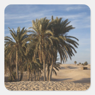 Pegatina Cuadrada Túnez, desierto del Sahara, Douz, Gran Duna, palma