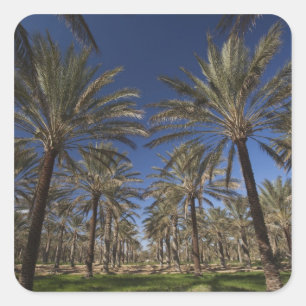 Pegatina Cuadrada Túnez, desierto del Sahara, Douz, zona turística