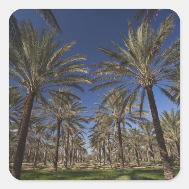 Pegatina Cuadrada Túnez, desierto del Sahara, Douz, zona turística,  (Anverso)