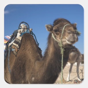 Pegatina Cuadrada Túnez, desierto del Sahara, Douz, Zone Touristique