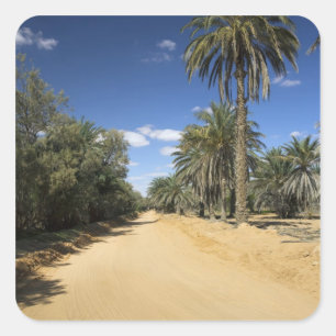 Pegatina Cuadrada Túnez, zona de Ksour, Ksar Ghilane, palmera datile