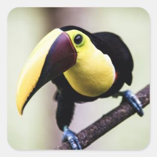 Pegatina Cuadrada Turco de Costa Rica