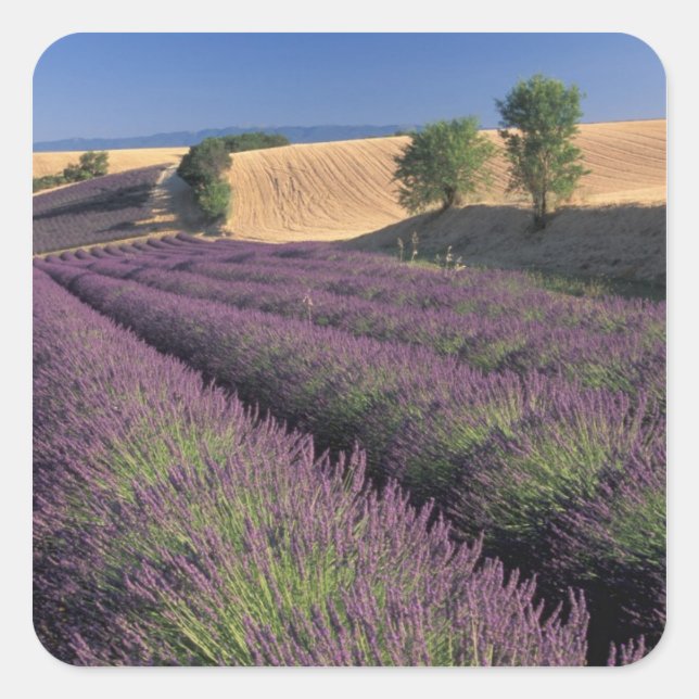 Pegatina Cuadrada UE, Francia, Provenza, Campos de lavanda 3 (Anverso)