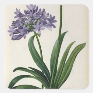 Pegatina Cuadrada Umbrellatus del Agapanthus