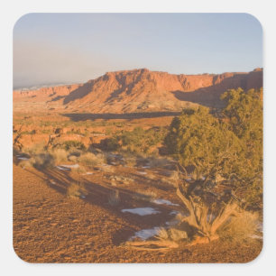 Pegatina Cuadrada Un árbol de enebro de Utah Juniperus osteosperma)