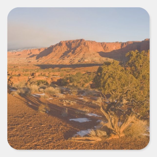 Pegatina Cuadrada Un árbol de enebro de Utah Juniperus osteosperma)  (Anverso)