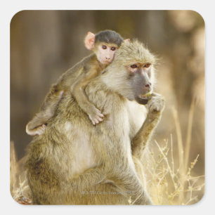 Pegatina Cuadrada Un bebé bebé de color amarillo (Papio)