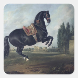 Pegatina Cuadrada Un caballo negro representando el Courbette