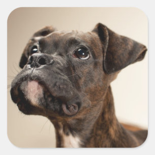Pegatina Cuadrada Un cachorro Brindle Boxer mirando hacia arriba cur