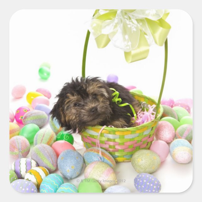 Pegatina Cuadrada Un cachorro yorkie-poo con una canasta de Pascua (Anverso)