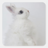 Un conejo blanco. Jersey Wooly.