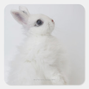 Pegatina Cuadrada Un conejo blanco. Jersey Wooly.