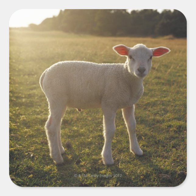 Pegatina Cuadrada Un cordero en el escenario del sol Suecia (Anverso)