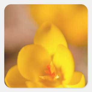 Pegatina Cuadrada Un crocus amarillo florece en Portsmouth, Nuevo