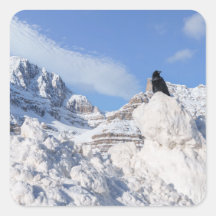 Un cuervo en Crowfoot Mountain Alberta Canada