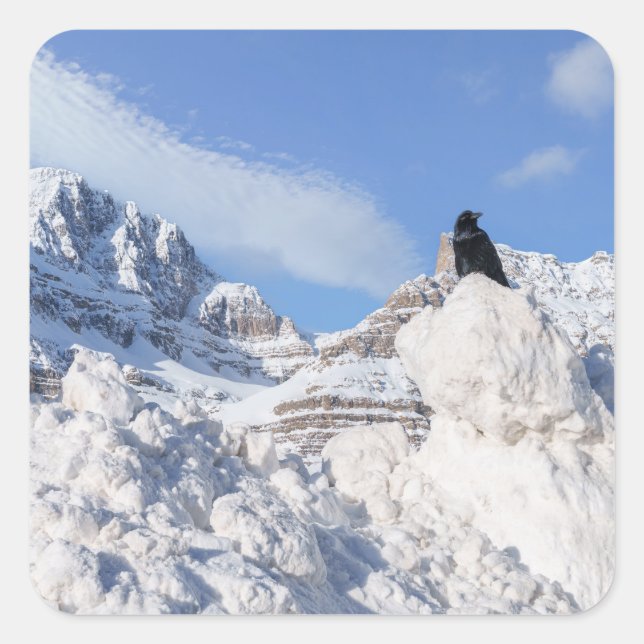 Pegatina Cuadrada Un cuervo en Crowfoot Mountain Alberta Canada (Anverso)