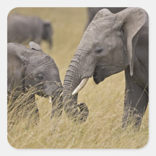 Pegatina Cuadrada Un elefante africano pastando en los campos