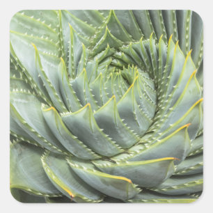 Pegatina Cuadrada Un éxito verde y blanco