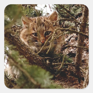 Pegatina Cuadrada Un gatito Bobcat lindo en un árbol
