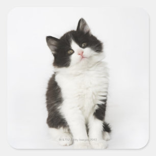 Pegatina Cuadrada Un gatito joven sentado mirando a la cámara