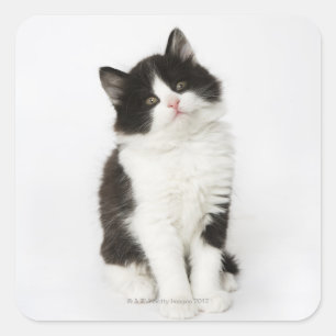 Pegatina Cuadrada Un gatito joven sentado mirando a la cámara