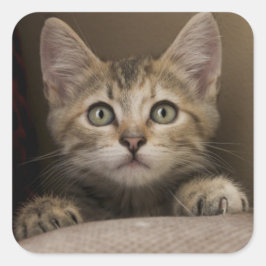 Pegatina Cuadrada Un Gatito Muy Dulce
