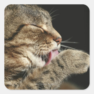 Pegatina Cuadrada Un gato de tabby lándose la pata.