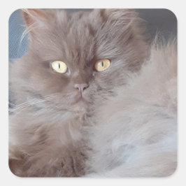 Pegatina Cuadrada Un gato mimado