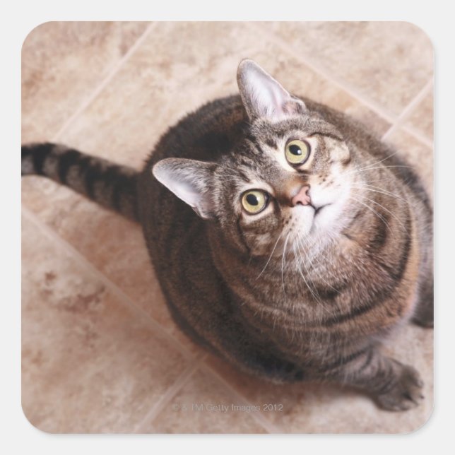 Pegatina Cuadrada Un gato tabby mirando (Anverso)